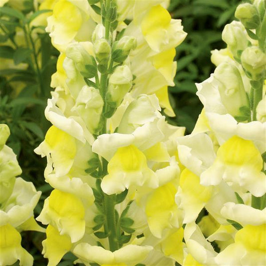 1,000 Pelleted Snapdragon Seeds Liberty Classic Yellow Cut Flower