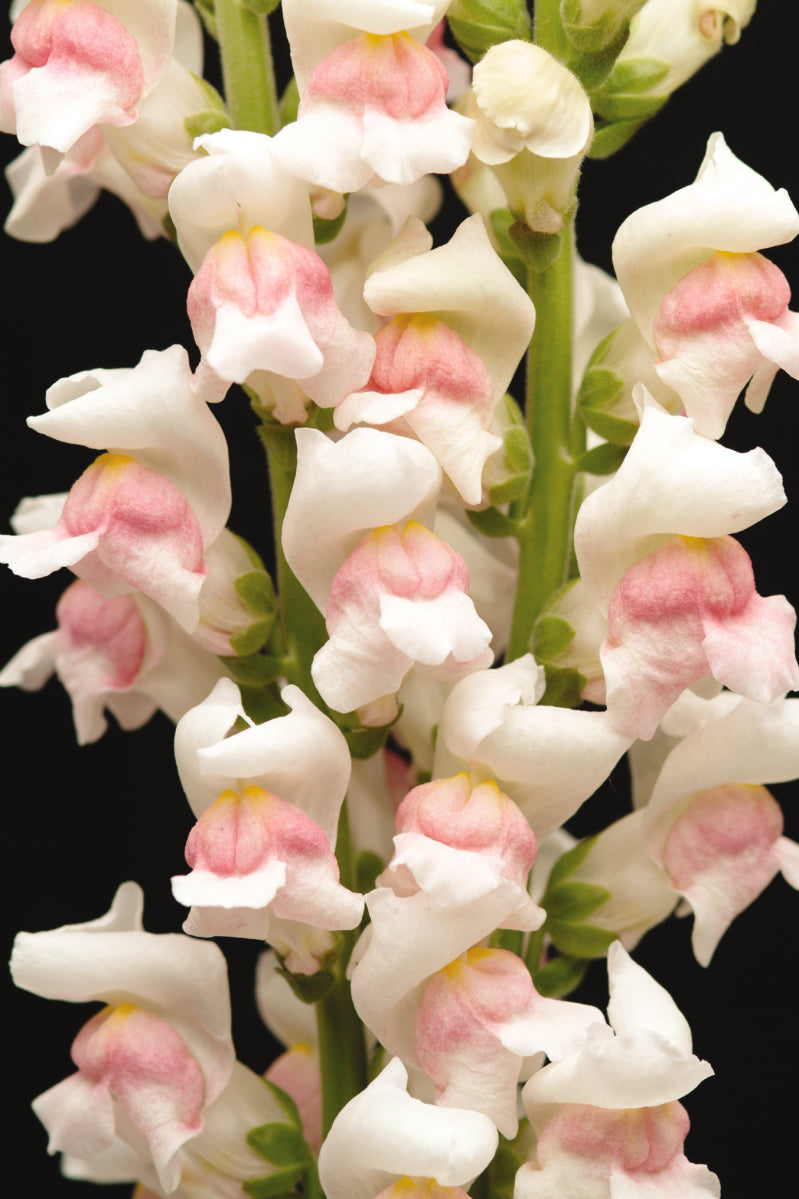 1,000 Snapdragon Seeds Maryland Appleblossom Pelleted Seeds Cut Flower