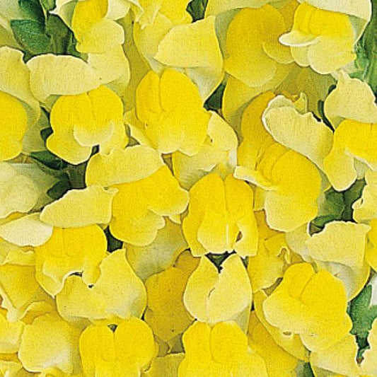 1,000 Snapdragon Seeds Maryland Bright Yellow Pelleted Seeds Cut Flower