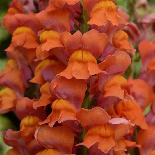 1,000 Snapdragon Seeds Maryland Dark Orange Pelleted Seeds Cut Flower