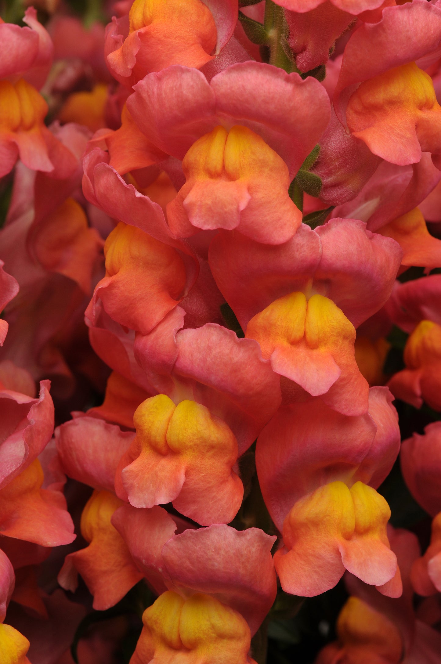 1,000 Snapdragon Seeds Maryland Orange Pelleted Seeds Cut Flower