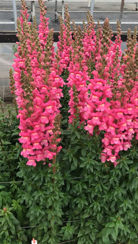 1,000 Snapdragon Seeds Maryland Rose Pelleted Seeds Cut Flower