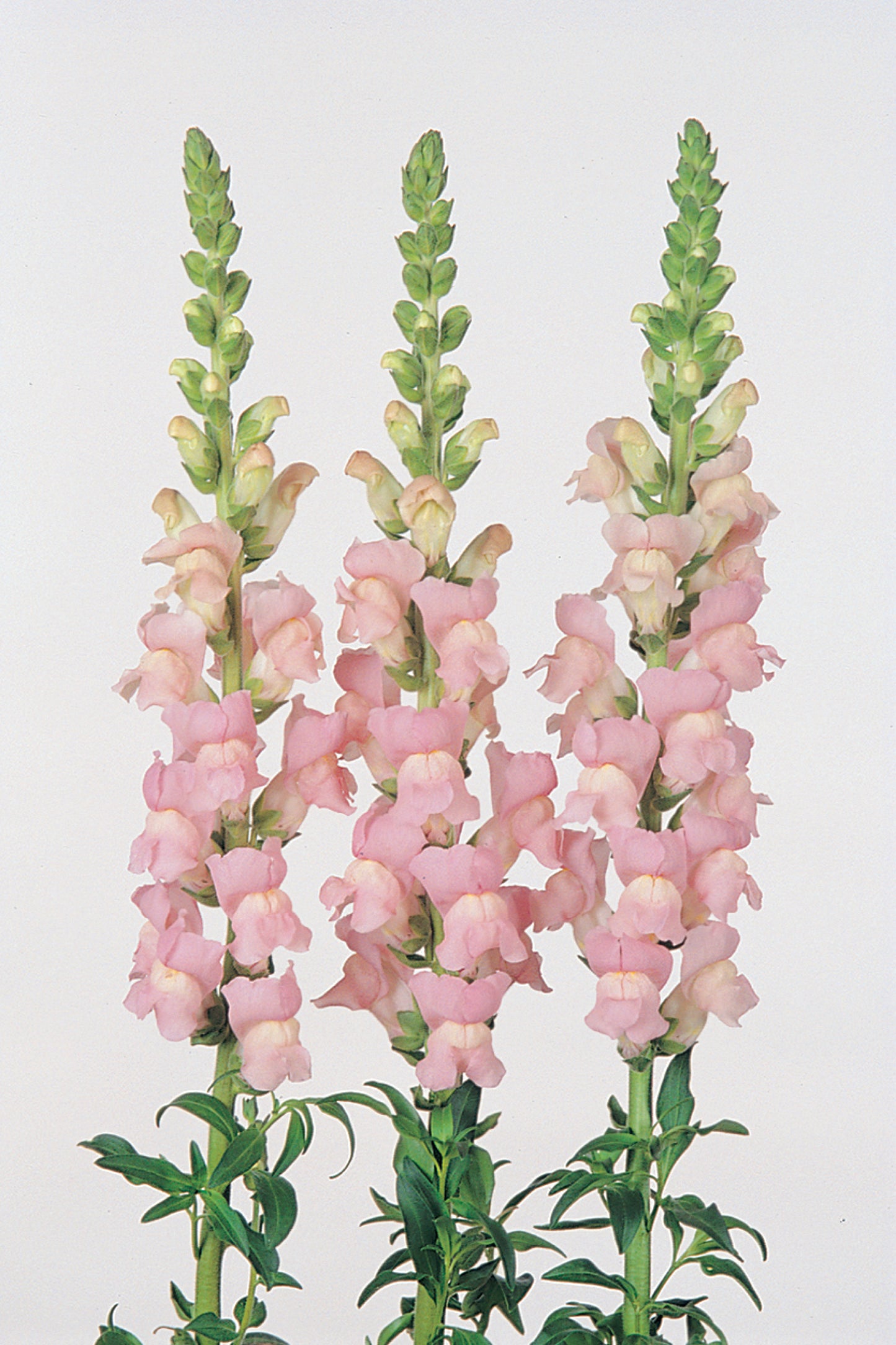 1,000 Snapdragon Seeds Maryland Shell Pink Pelleted Seeds Cut Flower