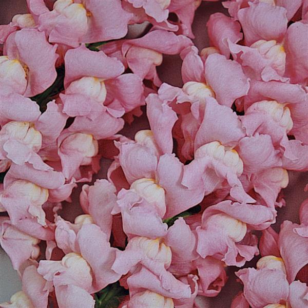 1,000 Snapdragon Seeds Maryland True Pink Pelleted Seeds Cut Flower