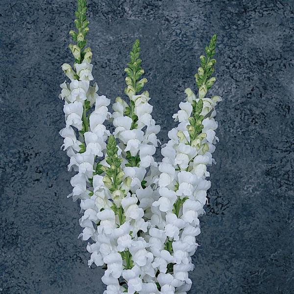 1,000 Snapdragon Seeds Maryland White Pelleted Seeds Cut Flower