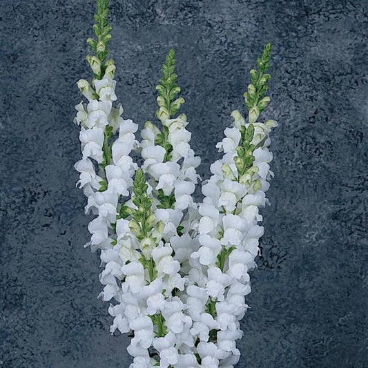 1,000 Snapdragon Seeds Maryland White Pelleted Seeds Cut Flower