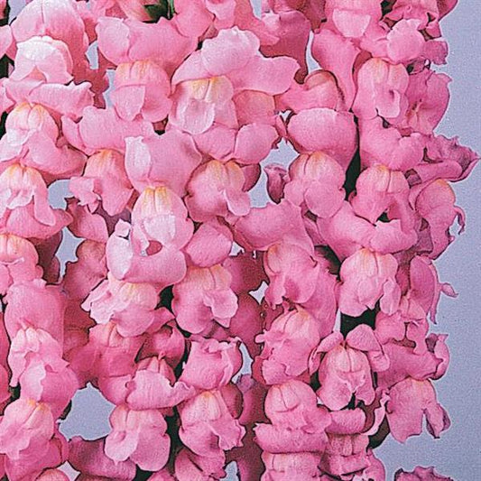 1,000 Snapdragon Seeds Maryland Yosemite Pink Pelleted Seeds Cut Flower