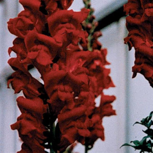 1,000 Pelleted Snapdragon Seeds Monaco Red Cut Flower