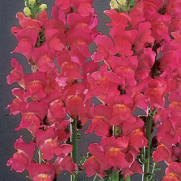 1,000 Pelleted Snapdragon Seeds Monaco Rose Cut Flower