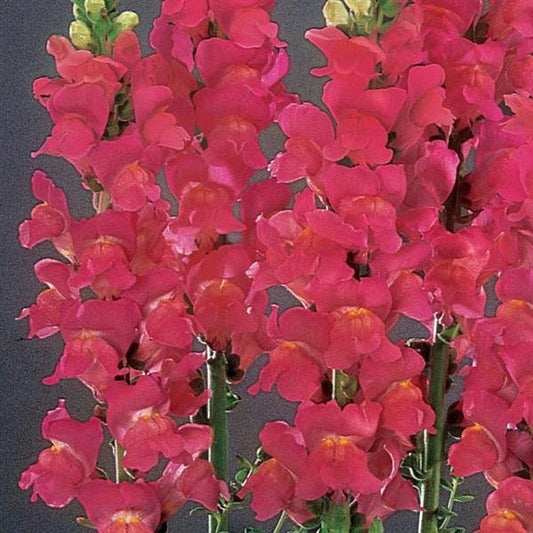 1,000 Pelleted Snapdragon Seeds Monaco Rose Cut Flower