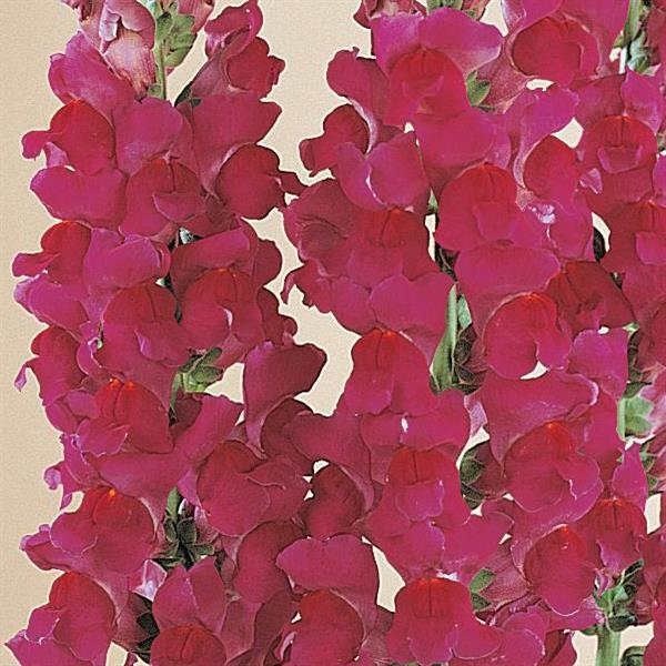 1,000 Pelleted Snapdragon Seeds Monaco Violet Cut Flower