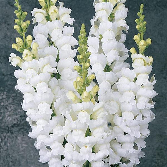 1,000 Pelleted Snapdragon Seeds Monaco White Cut Flower