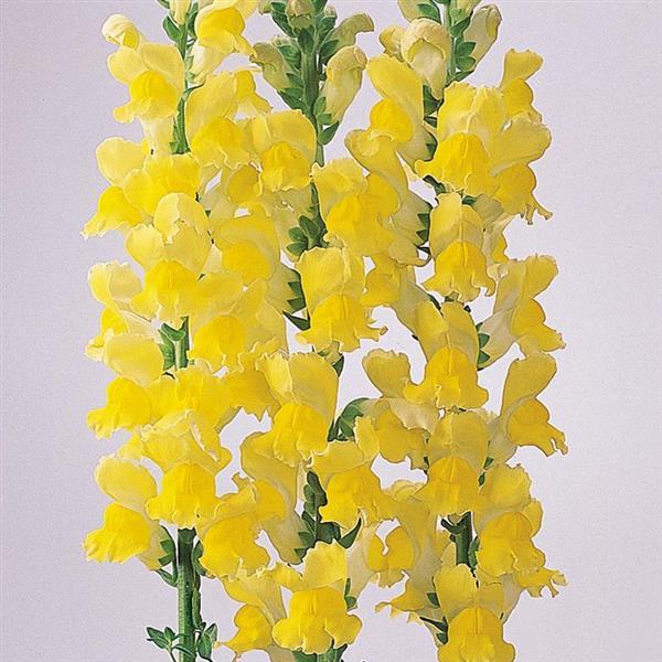 1,000 Pelleted Snapdragon Seeds Monaco Yellow Cut Flower