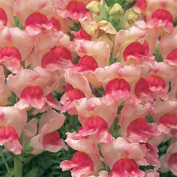 1,000 Pelleted Snapdragon Seeds Opus III Appleblossom Cut Flower