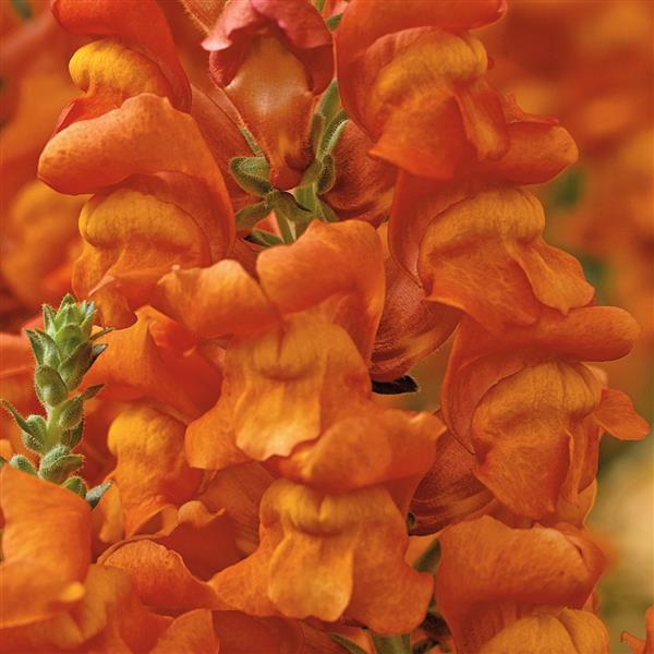 1,000 Pelleted Snapdragon Seeds Opus III Bronze Cut Flower