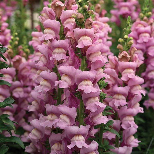 1,000 Pelleted Snapdragon Seeds Opus III Lavender Cut Flower