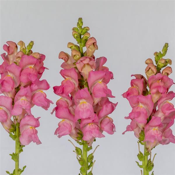 1,000 Pelleted Snapdragon Seeds Opus III Pink Cut Flower