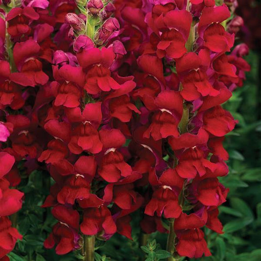 1,000 Pelleted Snapdragon Seeds Opus III Red Cut Flower