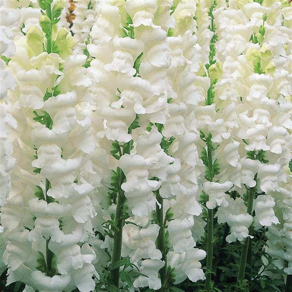 1,000 Pelleted Snapdragon Seeds Opus III White Cut Flower