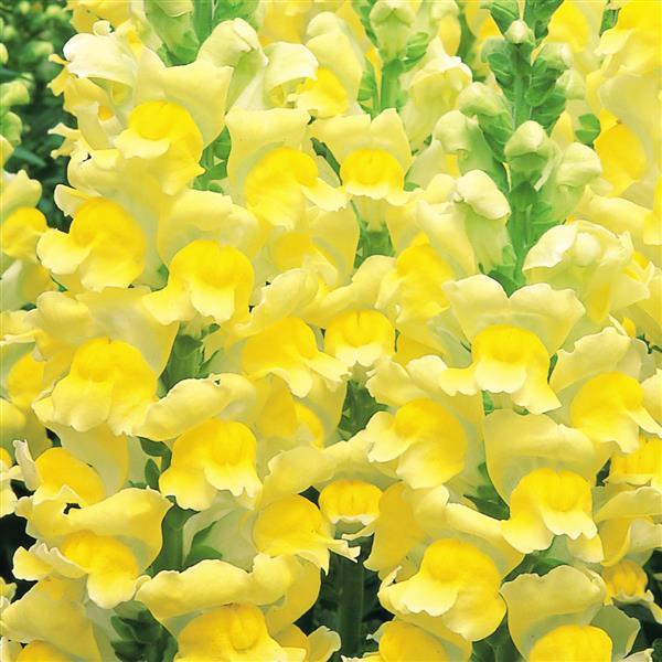 1,000 Pelleted Snapdragon Seeds Opus III Yellow Cut Flower