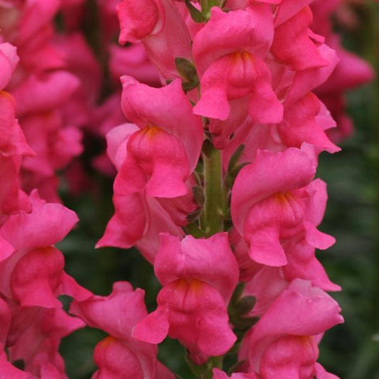 1,000 Pelleted Snapdragon Seeds Potomac ™ Cherry Rose F1 Cut Flower