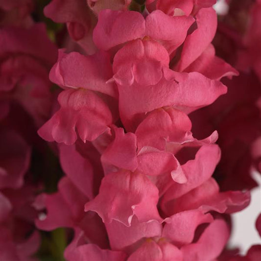 1,000 Pelleted Snapdragon Seeds Potomac ™ Dark Pink F1 Cut Flower