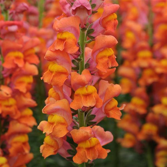 1,000 Pelleted Snapdragon Seeds Potomac ™ Dark Orange F1 Cut Flower