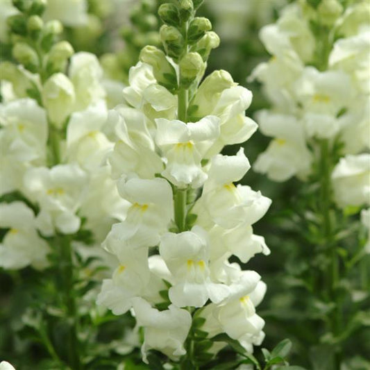 1,000 Pelleted Snapdragon Seeds Potomac ™ Ivory White F1 Cut Flower