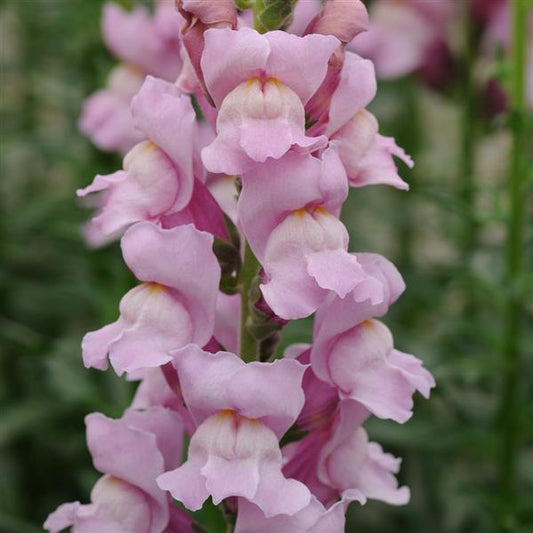 1,000 Pelleted Snapdragon Seeds Potomac ™ Lavender F1 Cut Flower