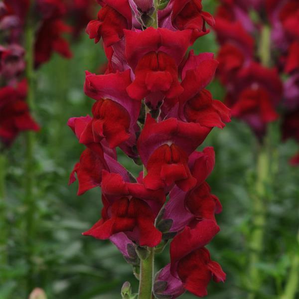 1,000 Pelleted Snapdragon Seeds Potomac ™ Red F1 Cut Flower