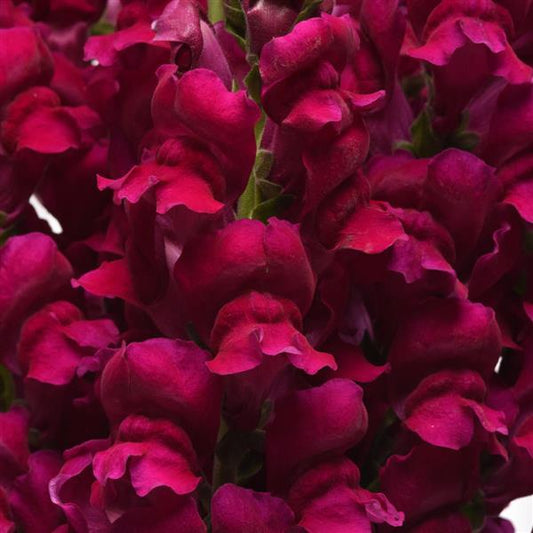 1,000 Pelleted Snapdragon Seeds Potomac ™ Royal F1 Cut Flower