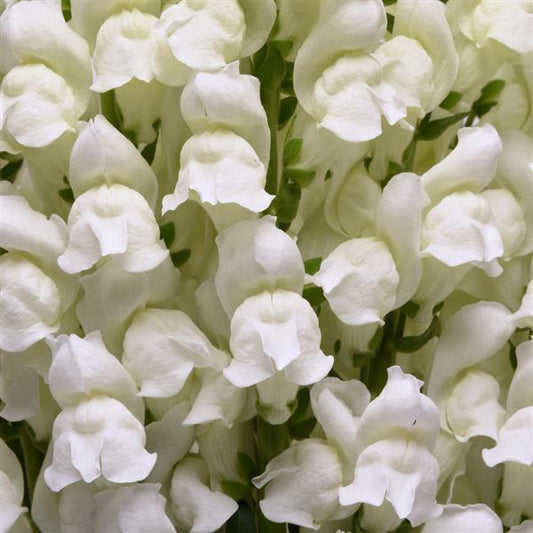 1,000 Pelleted Snapdragon Seeds Potomac ™ White F1 Cut Flower