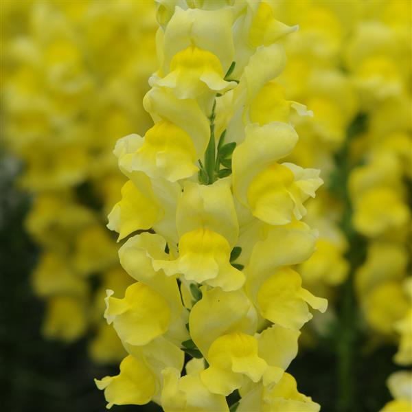 1,000 Pelleted Snapdragon Seeds Potomac ™ Yellow F1 Cut Flower