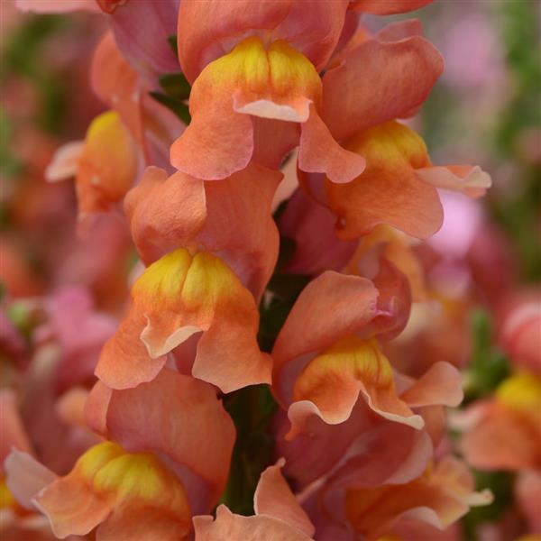 1,000 Pelleted Snapdragon Seeds Rocket Bronze Cut Flower