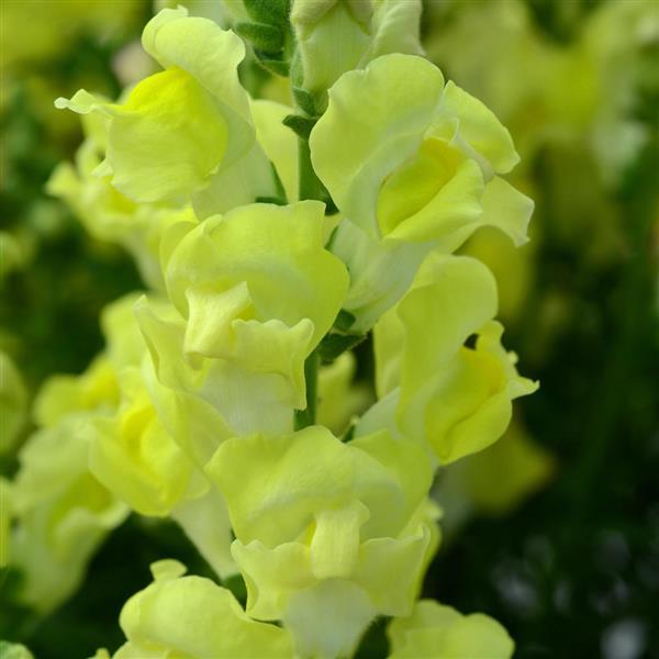 1,000 Pelleted Snapdragon Seeds Rocket Golden Cut Flower