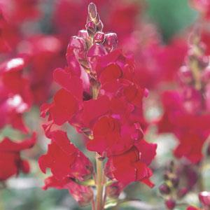 1,000 Pelleted Snapdragon Seeds Speedy Sonnet Crimson Cut Flower