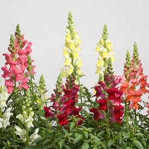 1,000 Pelleted Snapdragon Seeds Speedy Sonnet Mix Cut Flower