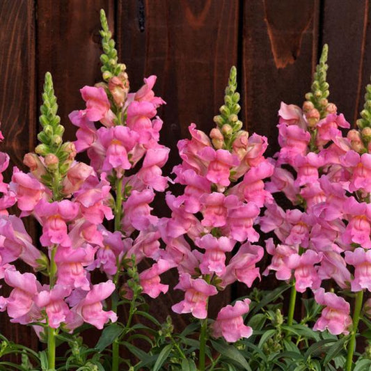 1,000 Pelleted Snapdragon Seeds Speedy Sonnet Pink Cut Flower