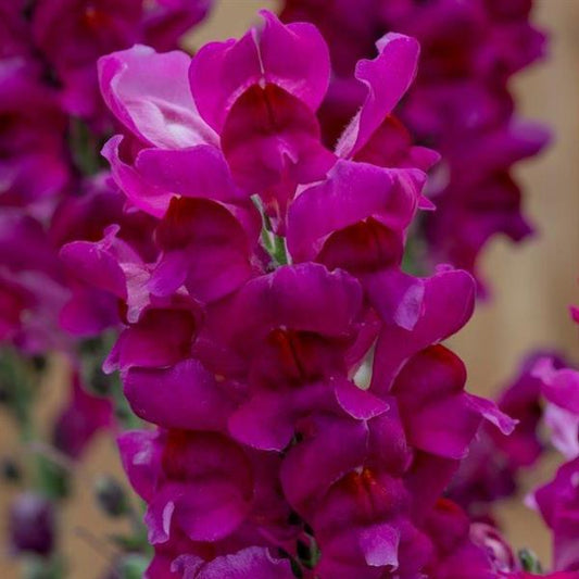 1,000 Pelleted Snapdragon Seeds Speedy Sonnet Purple Cut Flower