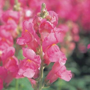 1,000 Pelleted Snapdragon Seeds Speedy Sonnet Rose Cut Flower