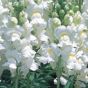 1,000 Pelleted Snapdragon Seeds Speedy Sonnet White Cut Flower