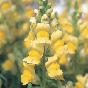 1,000 Pelleted Snapdragon Seeds Speedy Sonnet Yellow Cut Flower