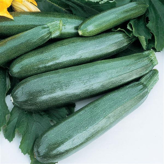 Zucchini Squash Seeds Ball’s II Vegetable Seeds