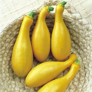 Summer Squash Seeds Dixie Vegetable Seeds