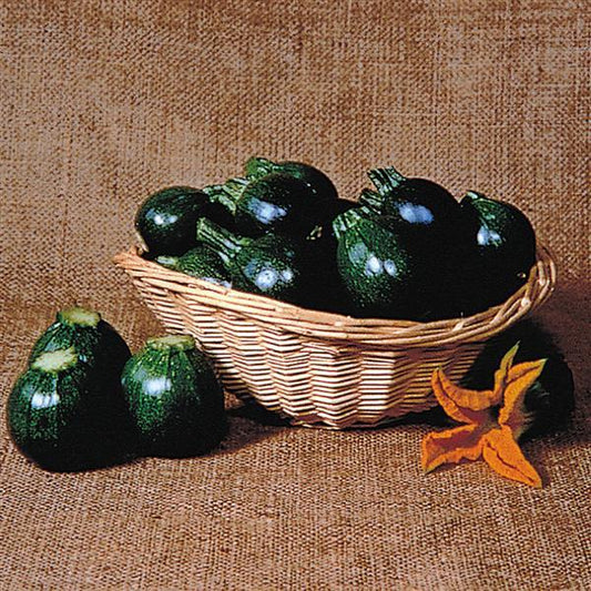 Summer Squash Seeds Eight Ball Vegetable Seeds