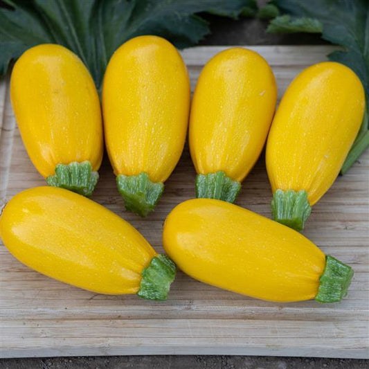 Squash Seeds Golden Griller Vegetable Seeds