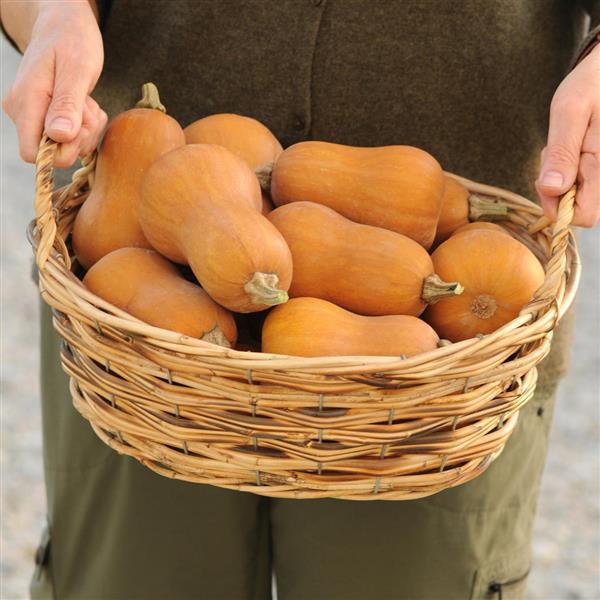 Squash Seeds Honeynut Vegetable Seeds