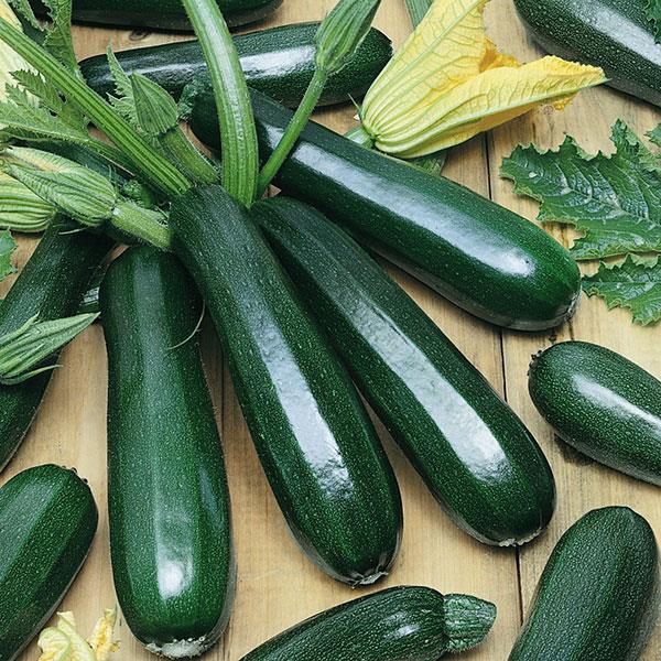 Zucchini Squash Seeds Dark Green Vegetable Seeds