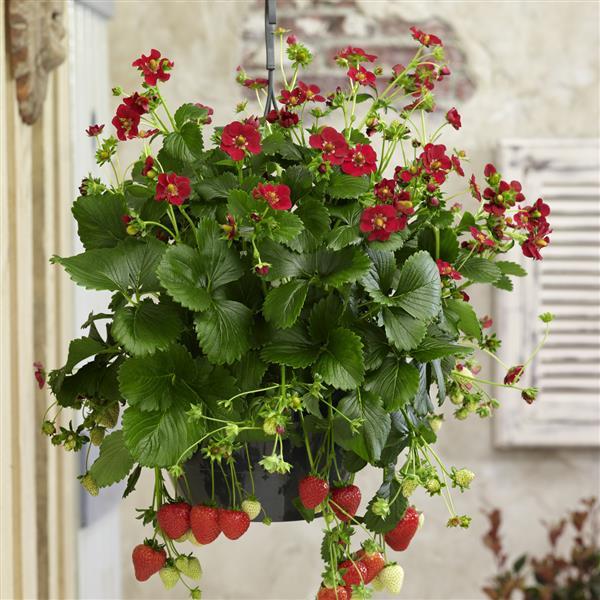 Strawberry Seeds Strawberry Berri Basket™ Ruby Ann Everbearing Strawberry