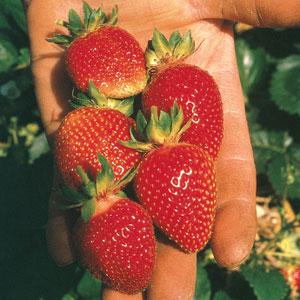 Strawberry Seeds Strawberry Berri Basket™ White